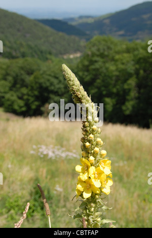 Common mullen or mullein flowering on a meadow in the Ard`che mountains in the Parc naturel regional des monts d'Ardèche Stock Photo